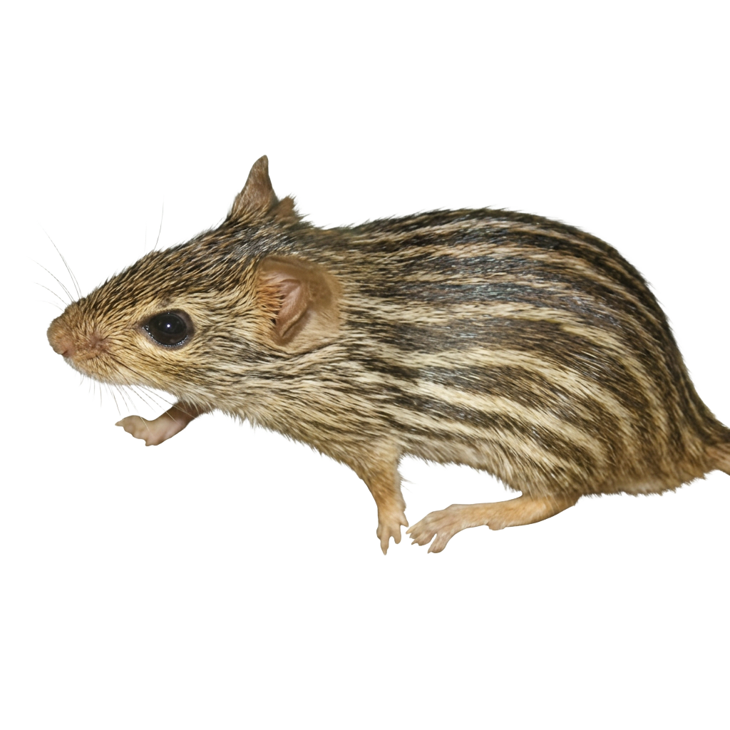 The striped mouse — a totemic symbol of the Tang Clan